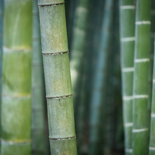 Bamboo