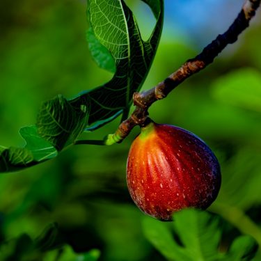 Green Fig Leaves