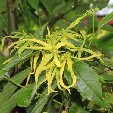 Ylang Ylang